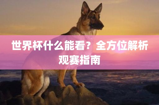 世界杯什么能看？全方位解析观赛指南