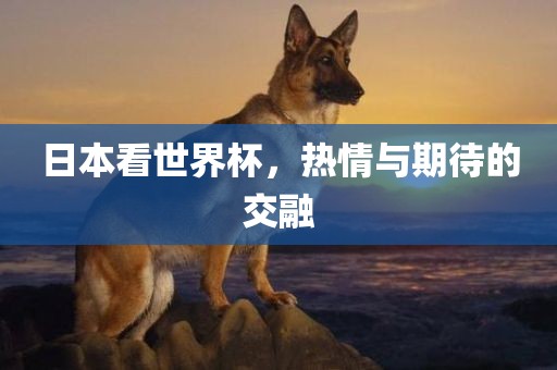 日本看世界杯，热情与期待的交融